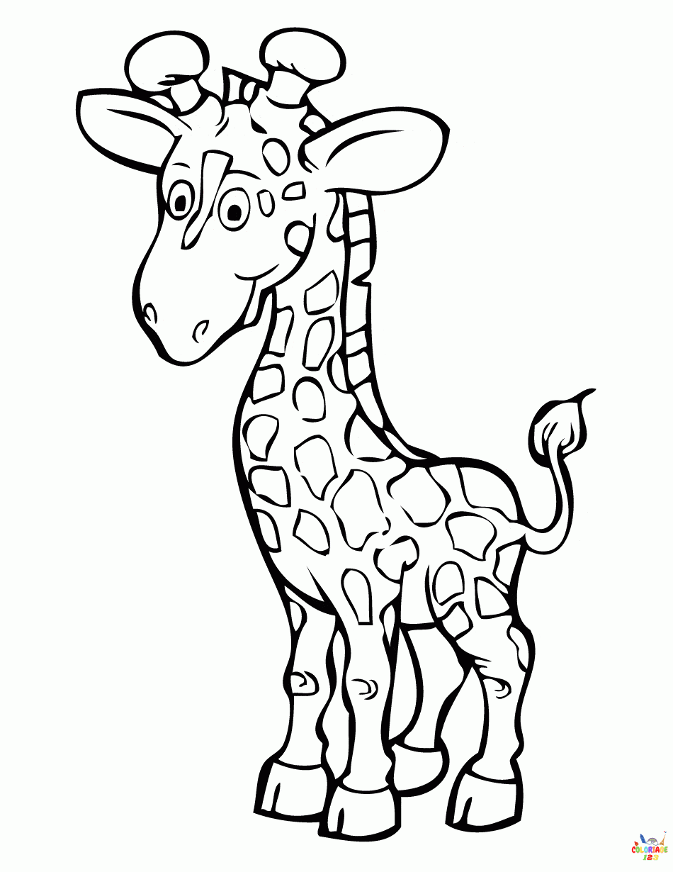 Girafe 24