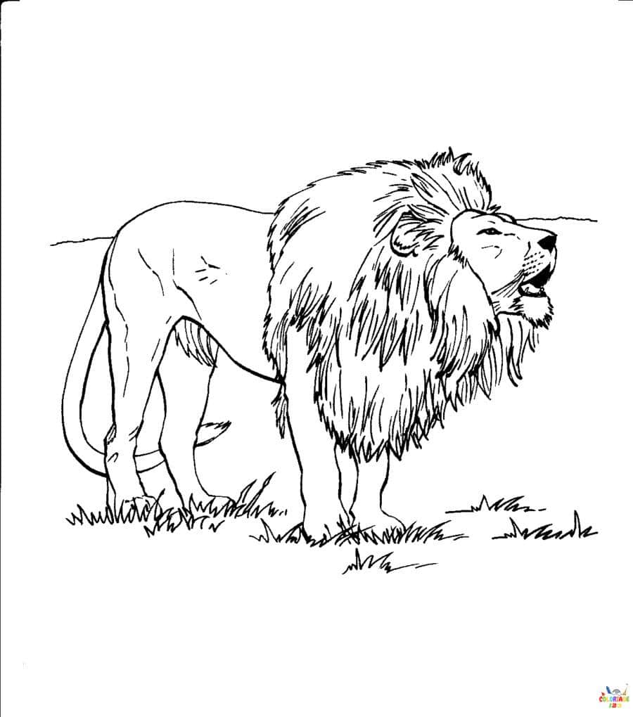 Lion 25