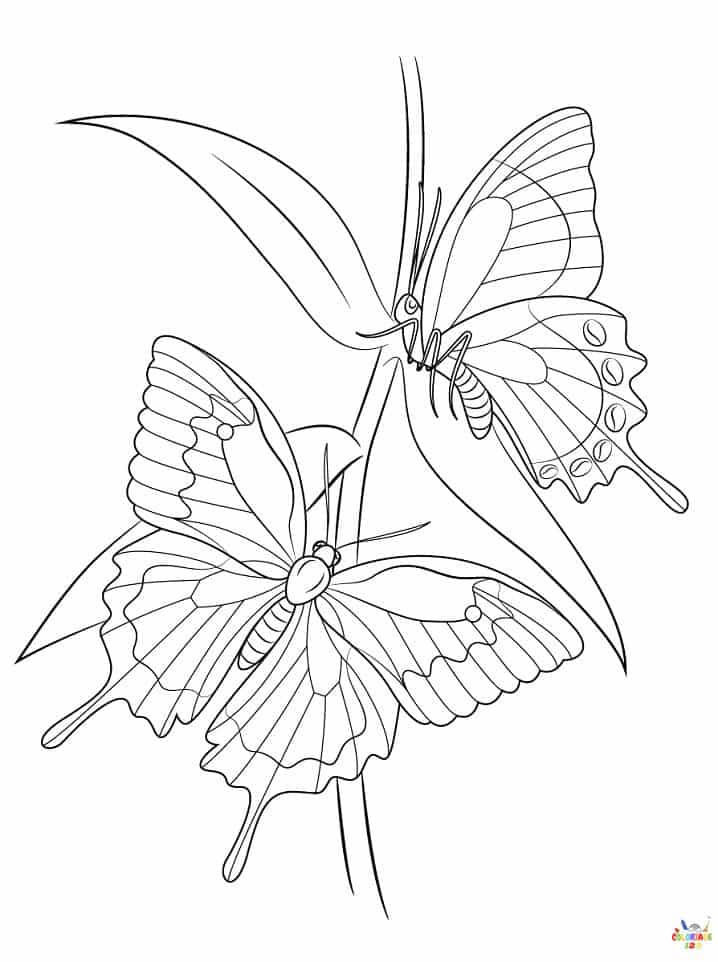 Papillon 9