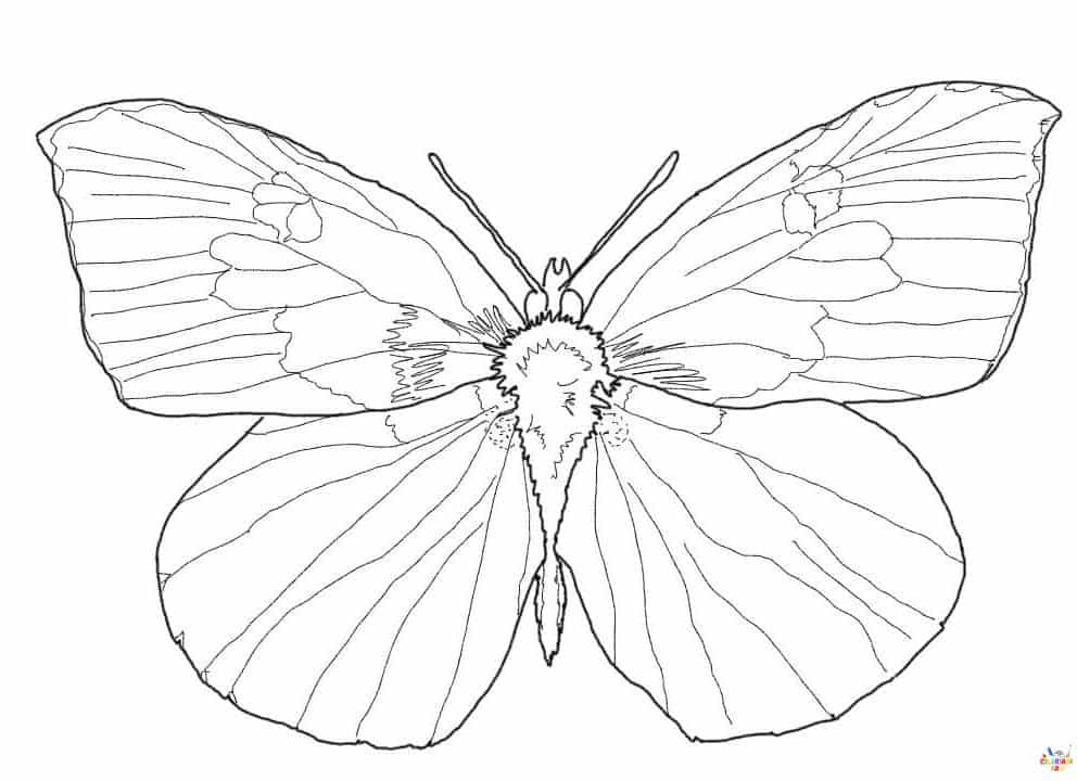 Papillon 11