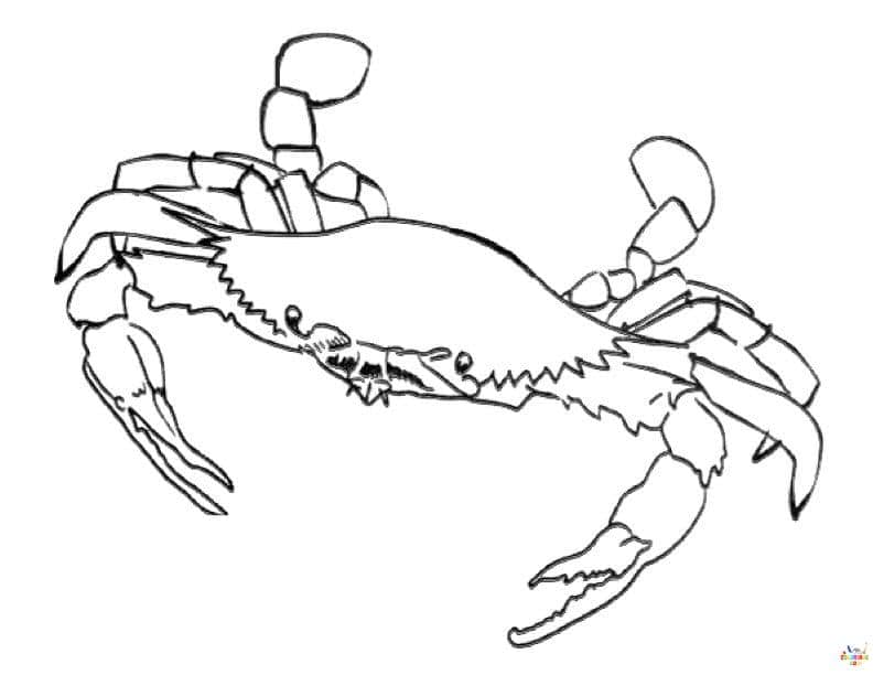 Crabe 2