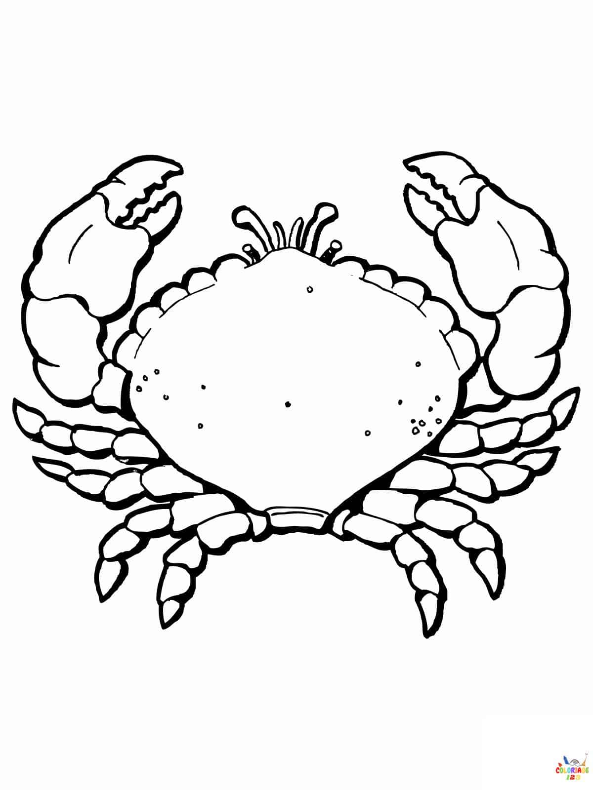 Crabe 6