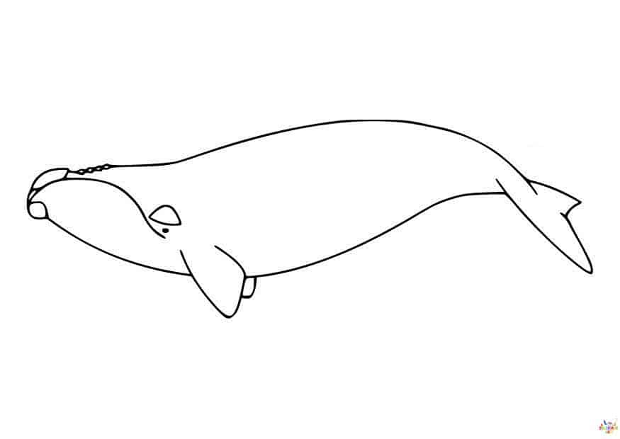 Baleine (1)