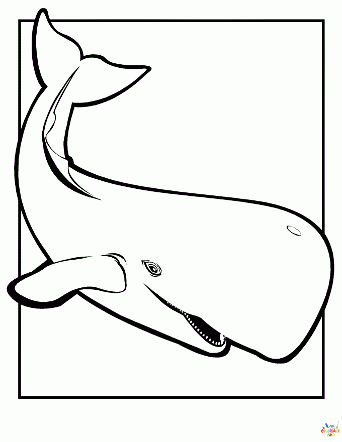 Baleine (2)