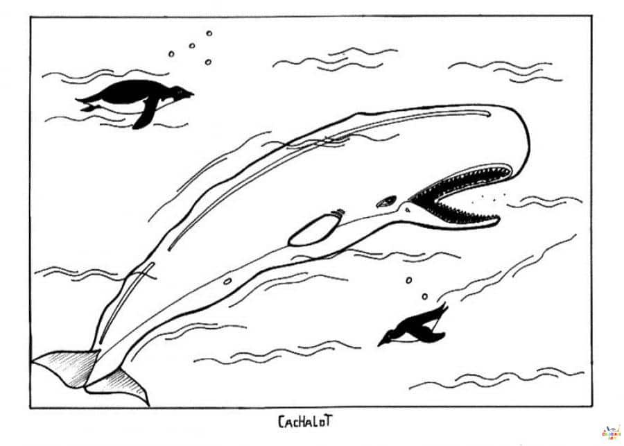 Baleine (6)