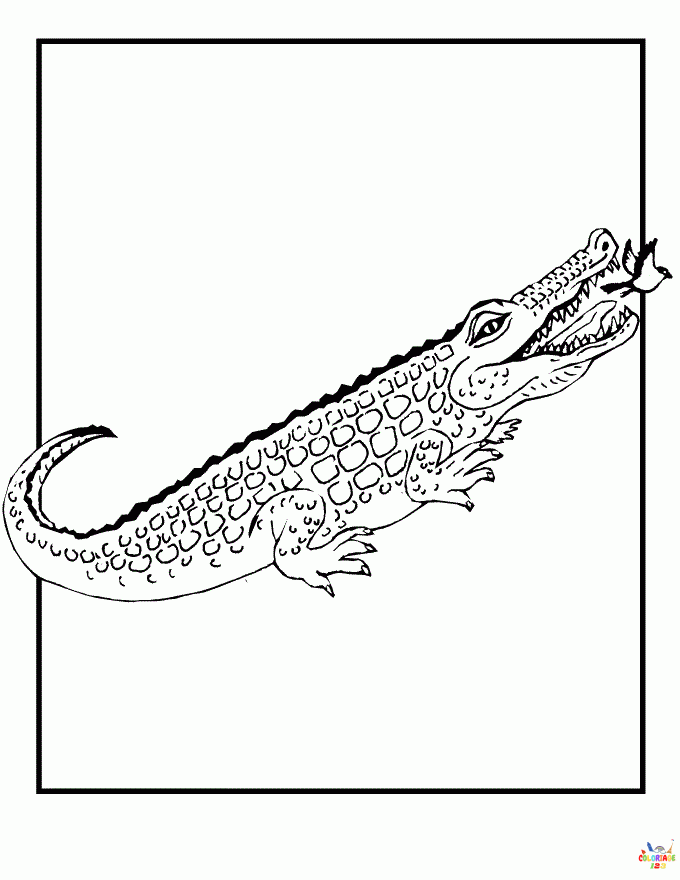 Crocodile (1)