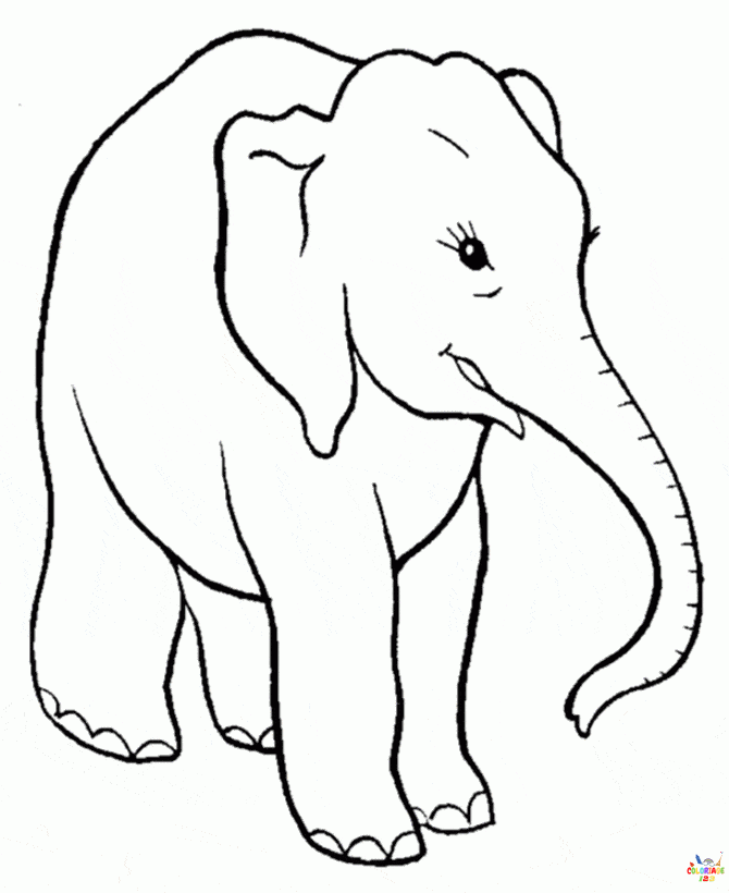 Elephant04