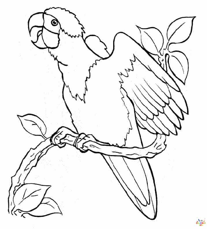 Perroquet (4)