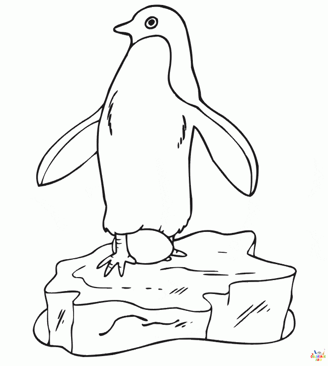 Pingouin (3)