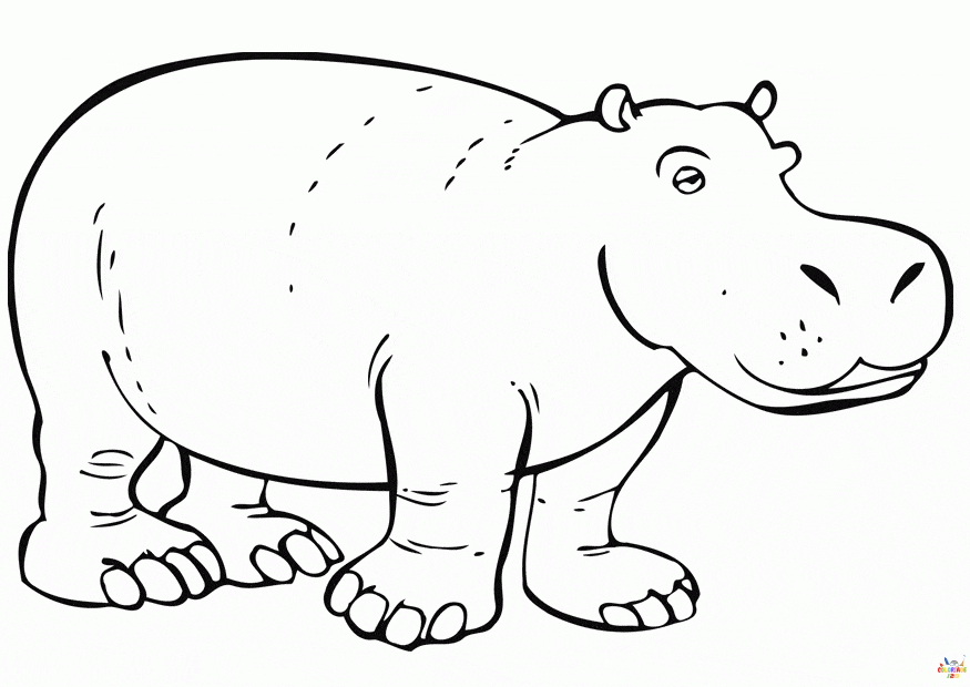 hippopotame (1)