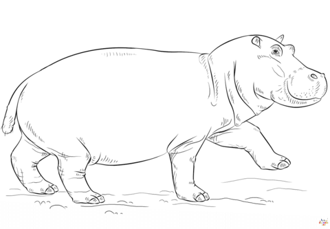 hippopotame (1)