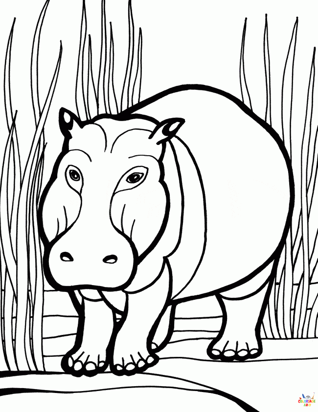 hippopotame (2)