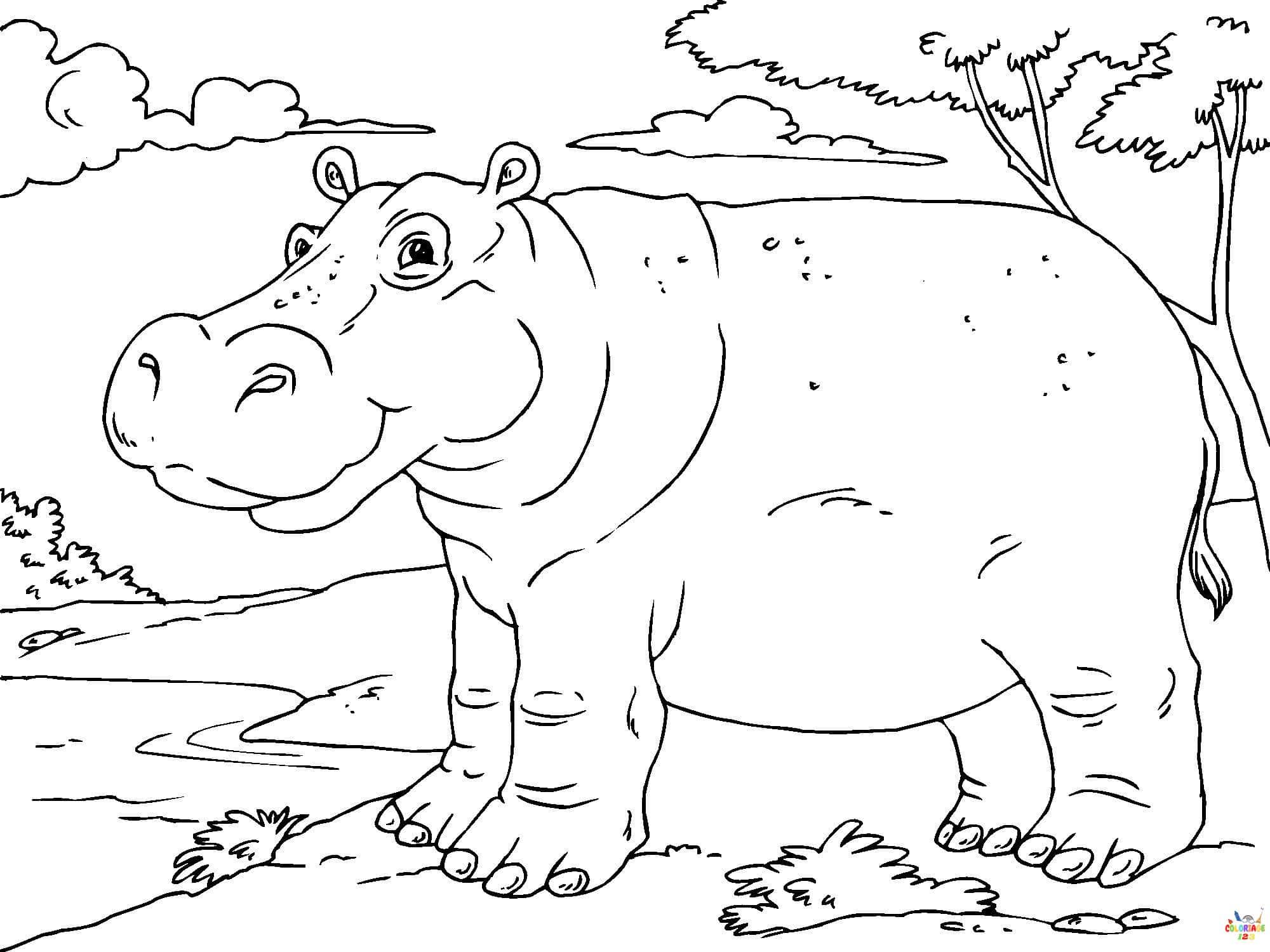 hippopotame (3)
