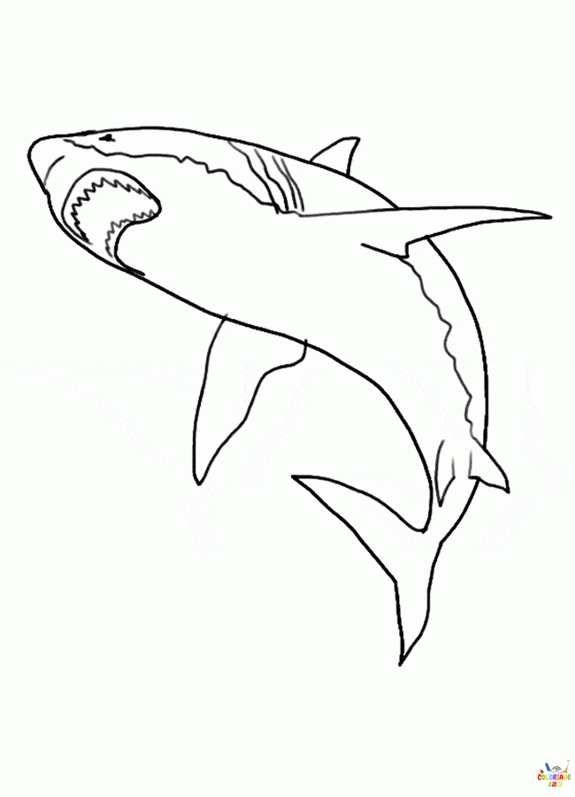 requin (2)