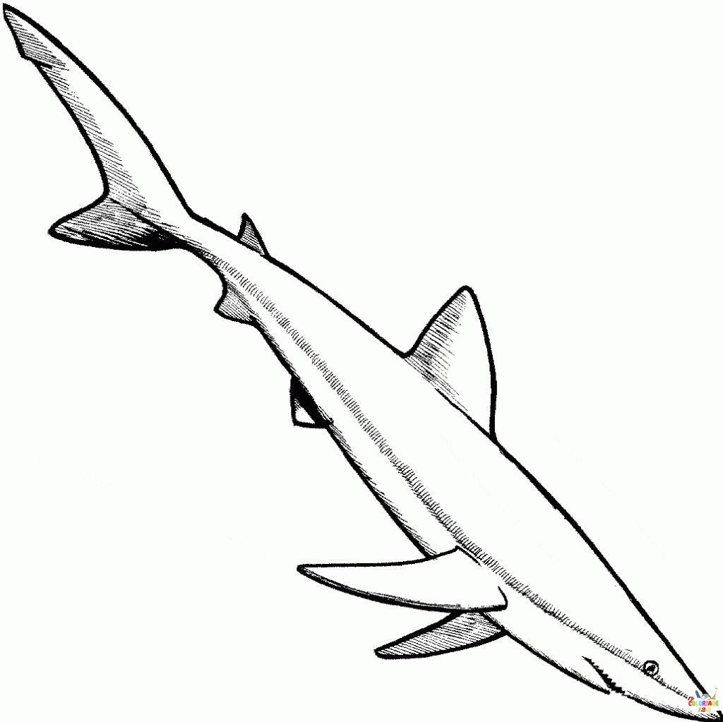 requin (3)