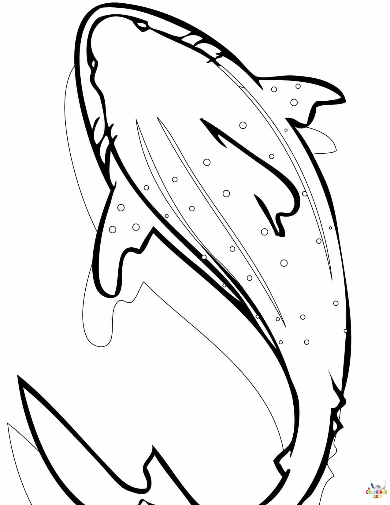 requin (3)